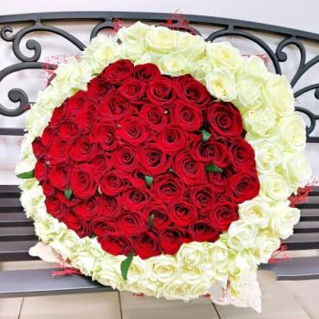 Букет 101 красно-белая роза № - 234320